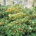 Skimmia japonica P29